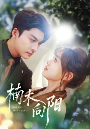 楠木向阳（70集）