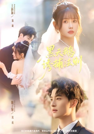 黑天鹅诱捕法册（80集）